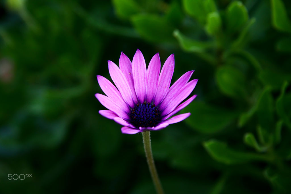 A purple daisy against dark green leaves