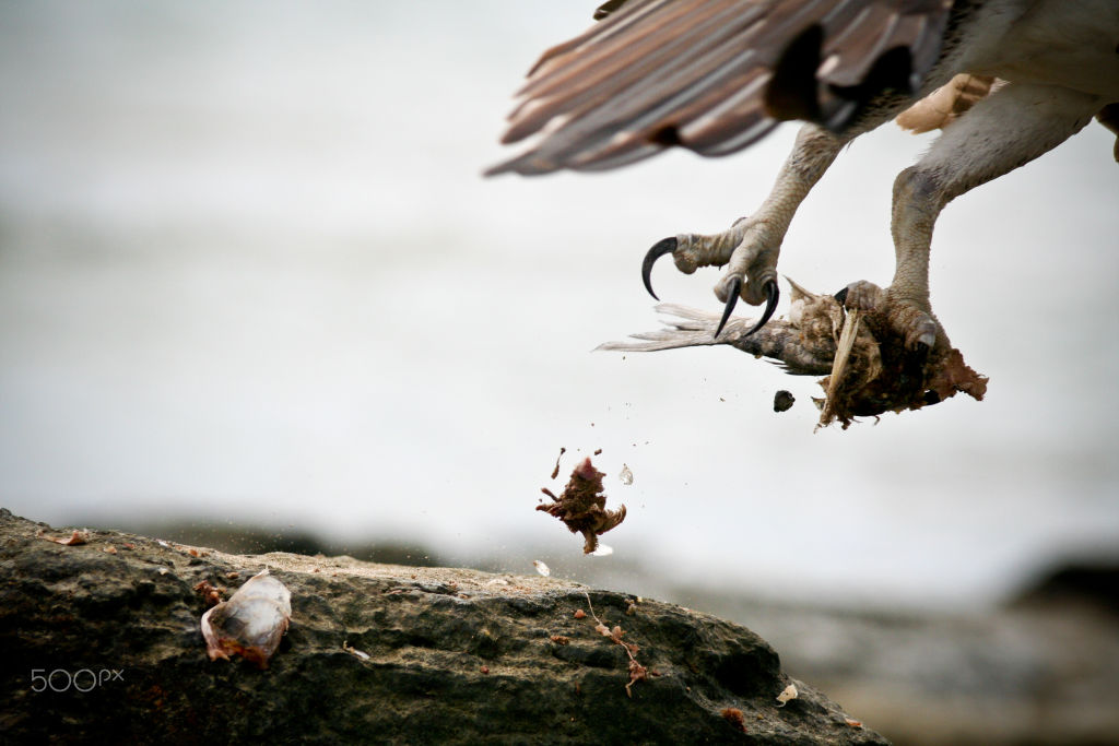 A bird of prey lifting off a rock with food in its talons