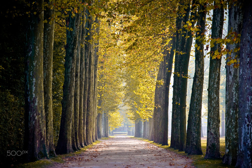 An avenue of tall trees in autumn light